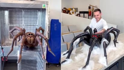 കണ്ടാല് പേടിക്കും ഉഗ്രൻ എട്ടുകാലി; സംഗതി എന്താണെന്നറിയാമോ?