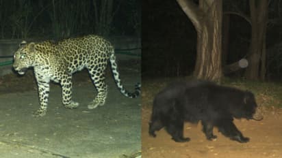 തിരുപ്പതിയെ ഭീതിയിലാഴ്ത്തി വീണ്ടും പുലിയും കരടിയും!, തീര്‍ത്ഥാടകര്‍ക്ക് കര്‍ശന മുന്നറിയിപ്പുമായി അധികൃതര്‍