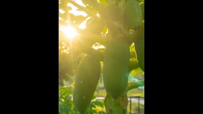 ಹಿಪ್ಪುನೇರಳೆ ತೋಟಗಳಿಗೆ ಎಲೆ ಸುರುಳಿ ಕೀಟ ಹಾವಳಿ