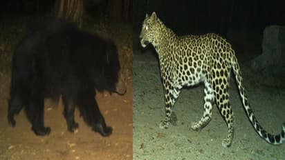 అలిపిరి - తిరుమల నడక మార్గంలో చిరుత, ఎలుగుబంటి కలకలం.. భక్తులను అప్రమత్తం చేసిన టీటీడీ