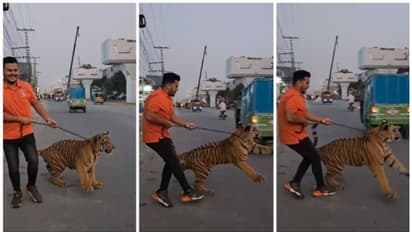 ഞെട്ടിക്കുന്ന വീഡിയോ; ചങ്ങലയ്ക്കിട്ട ബംഗാള് കടുവയുമായി പാകിസ്ഥാനിലെ തെരുവിലൂടെ നടന്ന് പോകുന്ന യുവാവ് !