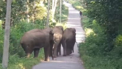 ಮಂಡ್ಯ: ಜಮೀನಿನಲ್ಲಿ ಕೂಲಿ ಕೆಲಸ ಮಾಡುವ ವೇಳೆ ಕಾಡಾನೆ ದಾಳಿ, ಮಹಿಳೆ ಸಾವು