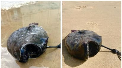 കര കയറുന്ന പസഫിക് ഫുട്ബോൾ മത്സ്യങ്ങള് കാലാവസ്ഥാ വ്യതിയാനത്തിന്റെ ദുരന്ത സൂചനയാകാം !