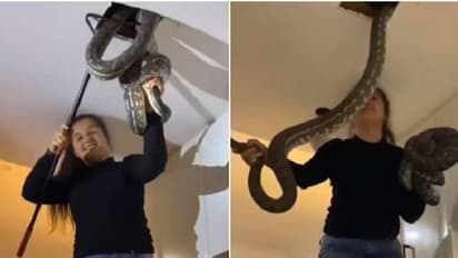 ഒന്നല്ല, രണ്ട് പാമ്പുകളെ വെറും കയ്യാൽ പിടികൂടി യുവതി, കണ്ടാൽ ഭയന്നുപോകുന്ന വീഡിയോ