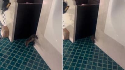 ബാത്ത്റൂമിനകത്ത് പേടിപ്പെടുത്തും കൂറ്റൻ പല്ലി; വീഡിയോ വൈറലാകുന്നു...
