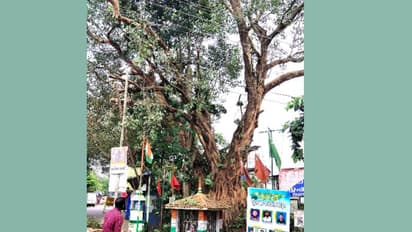 വെട്ടാൻ ക്വട്ടേഷൻ ക്ഷണിച്ചിട്ടും ആരും വന്നില്ല! പക്ഷെ ആൽമര മുത്തശ്ശി ഇനി ഓർമ്മയാകും