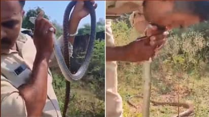 ಹಾವಿಗೆ ಸಿಪಿಆರ್ ಮಾಡಿ ಜೀವ ಉಳಿಸಿದ ಪೊಲೀಸ್ : ಭಯಾನಕ ವೀಡಿಯೋ ವೈರಲ್