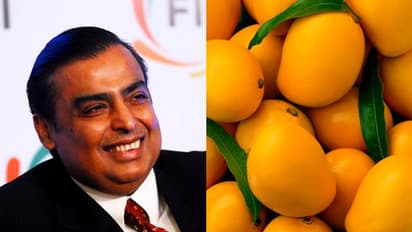 മുകേഷ് അംബാനിയുടെ മാമ്പഴ പ്രേമം; കൃഷി ചെയ്യുന്നത് 600 ഏക്കറിൽ