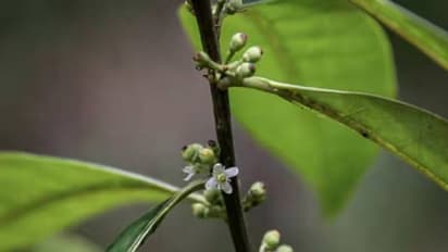 ഭൂമുഖത്തു നിന്നും പൂർണമായും തുടച്ചുനീക്കപ്പെട്ടെന്ന് കരുതിയ മരം, 200 വർഷങ്ങൾക്കുശേഷം വീണ്ടും കണ്ടെത്തി ​ഗവേഷകർ