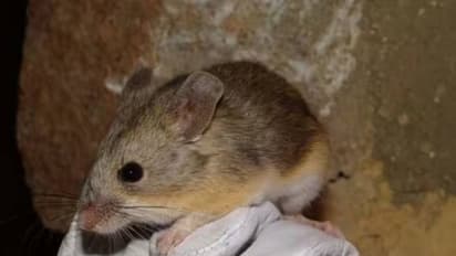 ഗവേഷകരെ ഞെട്ടിച്ച് ആ കണ്ടെത്തൽ, 22000 അടി ഉയരെ അഗ്നിപർവ്വതത്തിനു മുകളിൽ എലികൾ!