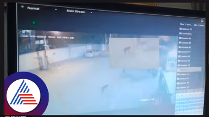 Bengaluru residents spot leopard roaming in streets; alert issued (WATCH)