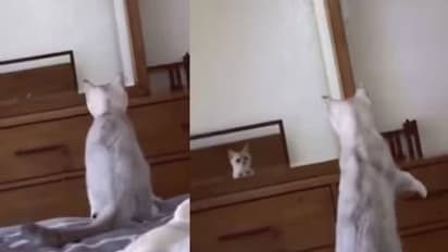 ചെവികൾ കണ്ട് ഞെട്ടി, സോഷ്യല്‍ മീഡിയയില്‍ ചിരിപടര്‍ത്തി കണ്ണാടിയ്ക്ക് മുന്നില്‍ പെട്ട പൂച്ചക്കുട്ടി