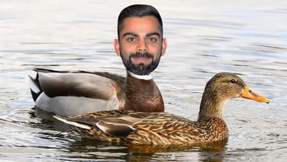 INDvENG ಡಕೌಟ್ ಆದ ಕೊಹ್ಲಿಯನ್ನು ಡಕ್‌ಗೆ ಹೋಲಿಸಿದ ಇಂಗ್ಲೆಂಡ್ ಫ್ಯಾನ್ಸ್, ಭಾರತೀಯರ ತಿರುಗೇಟು!