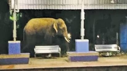 പുലര്‍ച്ചെ റെയിൽവേ സ്റ്റേഷനിൽ ഒരു കാട്ടാന, പരിഭ്രമിച്ച് യാത്രക്കാര്‍, വൈറലായി രം​ഗങ്ങൾ!