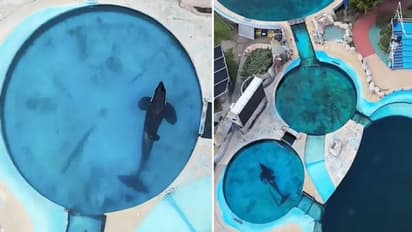 ഏകാന്തതയുടെ 20 വർഷങ്ങൾ; പങ്കാളി പോയശേഷം തീര്‍ത്തും തനിച്ച്, ഒറ്റപ്പെടലിന്റെ വേദനയിൽ ക്ഷമെങ്ക് 