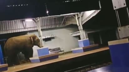 ಗಜರಾಜ ಎಕ್ಸ್ಪ್ರೆಸ್: ಪಾರ್ವತಿಪುರಂ ರೈಲು ನಿಲ್ದಾಣದಲ್ಲಿ ಆನೆಯ ಓಡಾಟ : ವೀಡಿಯೋ ವೈರಲ್