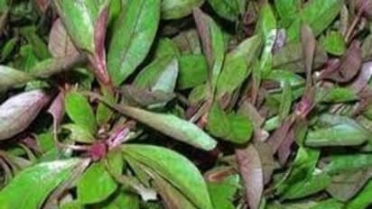 ஆண்களே இந்த கீரையை கண்டிப்பாக சாப்பிடுங்க..பாலுணர்வு அதிகரிக்கும்.! அது என்ன தெரியுமா?