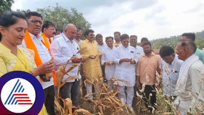 ಬಿಜೆಪಿ ಬರ ಅಧ್ಯಯನ ತಂಡದ ಮುಂದೆ ಬೆಳೆ ನಾಶಪಡಿಸಿದ ರೈತ!
