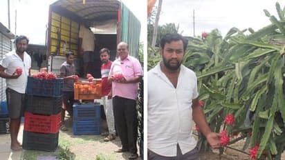 ವಿಜಯಪುರ: ಬರದಲ್ಲೂ ಗುಮ್ಮಟನಗರಿ ರೈತನ ಭರ್ಜರಿ ಆದಾಯ, ಡ್ರ್ಯಾಗನ್ ಬೆಳೆದು ಲಕ್ಷ-ಲಕ್ಷ ಗಳಿಕೆ..!