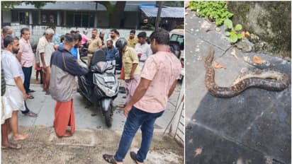 ഒന്നടങ്കം ഞെട്ടി ഗുരുവായൂർ! നിര്മാല്യം തൊഴുതെത്തി, ഈറൻമാറാൻ വസ്ത്രം എടുക്കവെ സ്കൂട്ടറിൽ പാമ്പ്; ഒടുവിൽ...