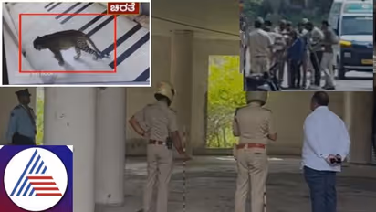 Bengaluru: Leopard escapes after being shot with anaesthesia, search operation persists