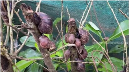 പെറ്റുപെരുകി കൃഷി മുഴുവനും നശിപ്പിച്ചു, കീടനാശിനി കൊണ്ടും ഫലമില്ല; ഈ ജീവിയെ കൊണ്ടു പെറുതിമുട്ടി കർഷകർ