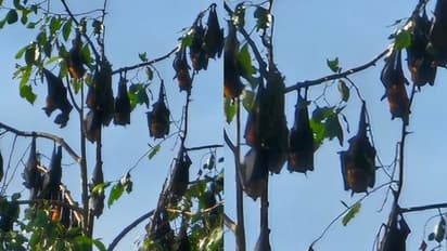 മൂന്നാറിലെ മരങ്ങളില് തൂങ്ങിക്കിടക്കുന്ന വവ്വാലുകൾ, രാത്രി പേരയ്ക്ക തിന്നാനെത്തും, പ്രദേശവാസികൾക്ക് ആശങ്ക