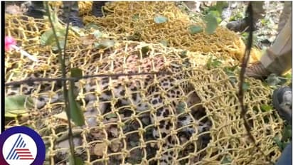 ಬೆಂಗಳೂರಿನ ಜನರ ನಿದ್ದೆಗೆಡಿಸಿದ್ದ ಚಿರತೆ ಮೂರು ದಿನಗಳ ಕಾರ್ಯಾಚರಣೆ ಬಳಿಕ ಸೆರೆ