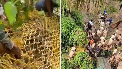 Bengaluru's elusive leopard captured after intensive effort (WATCH)