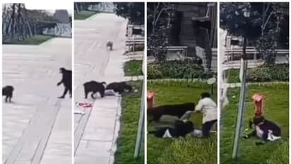 കണ്ട് നില്ക്കാനാകില്ല ഈ കാഴ്ച; അമ്മയോടൊപ്പമുള്ള കുഞ്ഞിനെ ക്രൂരമായി അക്രമിക്കുന്ന തെരുവ് നായ !