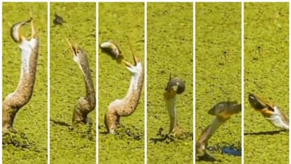 ജീവന് മരണ പോരാട്ടം; പക്ഷിയുടെ കൊക്കില് നിന്ന് രക്ഷപ്പെടാന് അവസാന ശ്രമം നടത്തുന്ന മത്സ്യത്തിന്റെ വീഡിയോ !