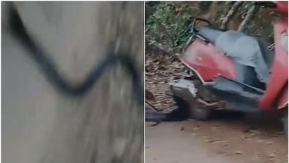 വീടിനരികെ രാജവെമ്പാല, വീട്ടുകാർ ആദ്യം ഞെട്ടി, പക്ഷേ വിട്ടില്ല! പിന്തുടർന്നു, റോഡ് മുറിച്ചുകടന്നിട്ടും പിടികൂടി