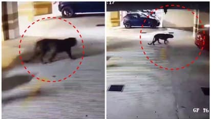 ബെംഗളൂരുവിലെ പുലി ഒടുവില്‍ പിടിയില്‍, മയക്കുവെടിയേറ്റ് വീണു; ആശുപത്രിയിലെത്തിക്കുന്നതിന് മുമ്പ് ചത്തു