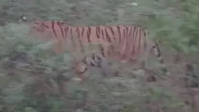 ಮೈಸೂರು: ರೈತನ ಮೇಲೆ ದಾಳಿ ಮಾಡಿದ್ದ ಹುಲಿ ದಿಢೀರ್ ಪ್ರತ್ಯಕ್ಷ, ಆತಂಕದಲ್ಲಿ ಜನತೆ..!