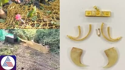 Bengaluru: Forest dept under scrutiny over dual stance on tiger pendant, leopard shooting