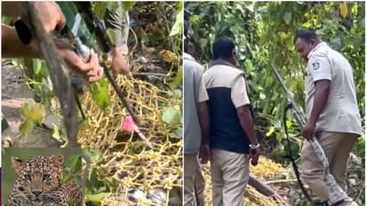 Bengaluru ನಾಲ್ಕು ದಿನ ಆಹಾರವಿಲ್ಲದೇ ಬಳಲಿದ್ದ ಚಿರತೆ ಎದೆಗೆ ಗುಂಡಿಟ್ಟು ಕೊಂದ ಅರಣ್ಯ ಇಲಾಖೆ: ಈ ಸಾವು ನ್ಯಾಯವೇ?