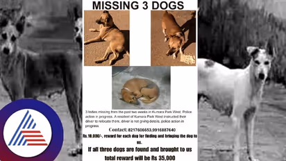 Bengaluru man's love for stray dogs: Find 3 missing dogs from Kumara Park and earn Rs 35000 reward