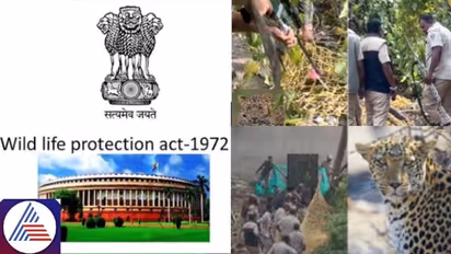 Leopard shot dead in Bengaluru: What does Wildlife Protection Act 1972 say?