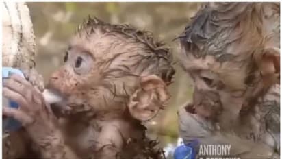 കണ്ണ് നനയിക്കുന്ന വീഡിയോ; പ്രളയത്തെ അതിജീവിച്ച രണ്ട് കുട്ടിക്കുരങ്ങുകൾ പാലിന് ഊഴം കാത്ത് നില്ക്കുന്ന വീഡിയോ !