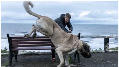 113 കിലോയുള്ള ഭീമൻ നായ; ദിവസവും ഒരു കോഴിയെ വേണം, തീറ്റയ്ക്ക് മാത്രം പ്രതിവര്ഷ ചെലവ് നാലര ലക്ഷം !