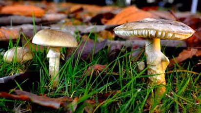 അരക്കപ്പ് മതി ജീവനെടുക്കാൻ, അറിയാം 'മരണത്തൊപ്പി'യെന്ന അപകടകാരിയായ കൂണിനെ കുറിച്ച്