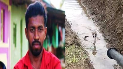 Karnataka: Cobra bites young man 12 days after teasing, reinforcing serpent's revenge myth; check details