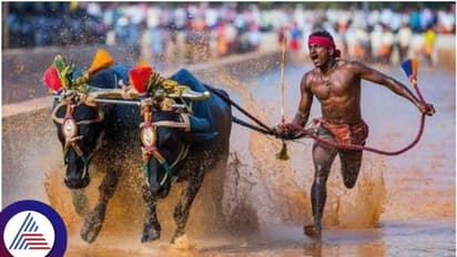 ಬೆಂಗಳೂರು ಕಂಬಳದಲ್ಲಿ ಗೆದ್ದ ಕೋಣಗಳಿಗೆ ಕೊಡಲಾಗುವ ಬಹುಮಾನ ಎಷ್ಟು ಗೊತ್ತಾ?