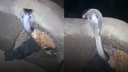 സോഫയിൽ ഇരുന്നപ്പോൾ പതിവില്ലാതെ ചീറ്റുന്ന ശബ്ദം, കണ്ടത് ഒളിച്ചിരിക്കുന്ന ഫണം വിടർത്തിയ അഞ്ചടി നീളമുള്ള മൂർഖനെ!