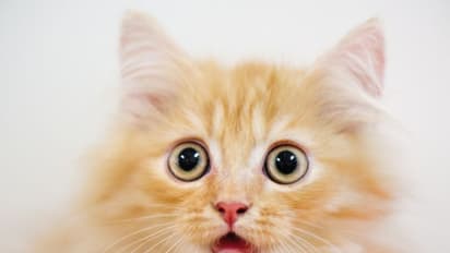 హృదయ విదారకం.. 5 రోజులు ఆహారం దొరక్క.. పిల్లి పచ్చి మాంసం తిన్న యువకుడు