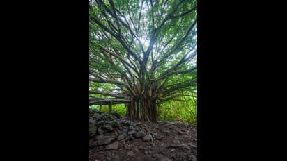 ನಮ್ಮ ದೇಶದಲ್ಲಿ ಜನರಿಗೆ ಪಿಂಚಣಿ ಸಿಗುತ್ತೋ ಗೊತ್ತಿಲ್ಲ…. ಆದ್ರೆ ಈ ಮರಕ್ಕೆ ಪೆನ್ಶನ್ ಸಿಗುತ್ತಂತೆ !