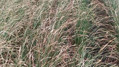 ಕೈಕೊಟ್ಟ ಮಳೆ: ದಿನೇ ದಿನ ಬಿಗಡಾಯಿಸುತ್ತಿರುವ ಬರ..!