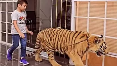 എന്തു ഭാവിച്ചാണിത്; കടുവയ്ക്കൊപ്പം നടക്കുന്ന കുട്ടി, വിമർശനങ്ങളുമായി സോഷ്യൽ മീഡിയ