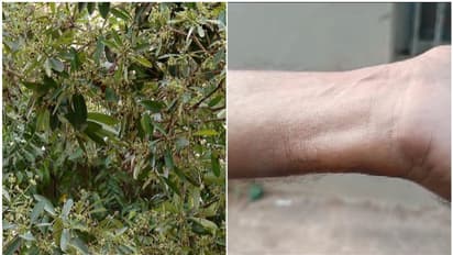 രാസവസ്തുക്കളുടെ ഗന്ധം, അതോ മരത്തിലെ പുഴുക്കൾ വീണതോ; കോടതിയിലെ കൂട്ട പനിബാധ, കണ്ണിന് ചുവപ്പ്; കാരണം അജ്ഞാതം