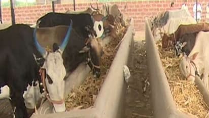 ಬಿಜೆಪಿ ಸರ್ಕಾರ ಘೋಷಿಸಿದ್ದ 21 ಗೋ ಶಾಲೆಗಳಿಗೆ ಕೊಕ್!